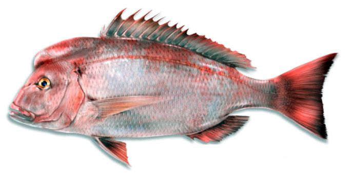 Dentex gibbosus_10.jpg